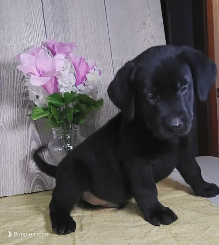 Hendrick, a male Labrador Retriever for sale in Hillsboro, WI – Photo 1 of 3