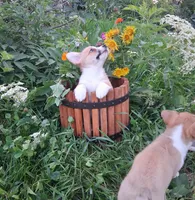 Robin, a male Pembroke Welsh Corgi for sale in Hillsboro, WI – 4 of 8