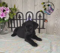 Teddy, a male Labrador Retriever for sale in Hillsboro, WI – 1 of 5
