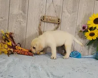 Davie, a male Labrador Retriever for sale in Hillsboro, WI – 5 of 7