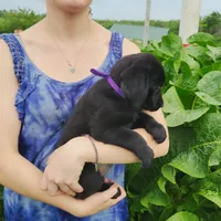 Primrose, a female Labrador Retriever for sale in Hillsboro, WI – 4 of 5