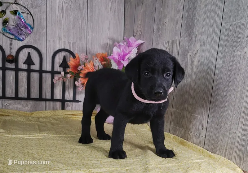 Winona – Labrador Retriever puppy for sale in Hillsboro, WI