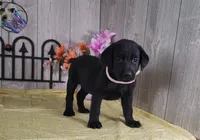 Winona, a female Labrador Retriever for sale in Hillsboro, WI – 1 of 5
