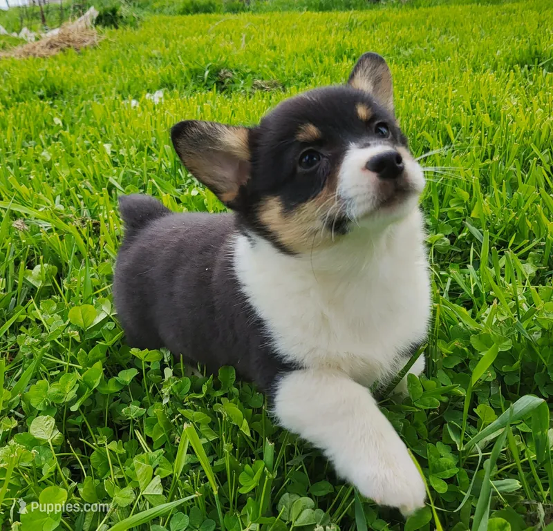 Luke – Pembroke Welsh Corgi puppy on hold in Hillsboro, WI