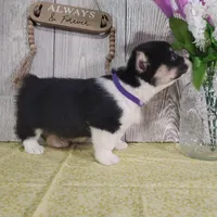 Luke, a male Pembroke Welsh Corgi for sale in Hillsboro, WI – Photo 2 of 4