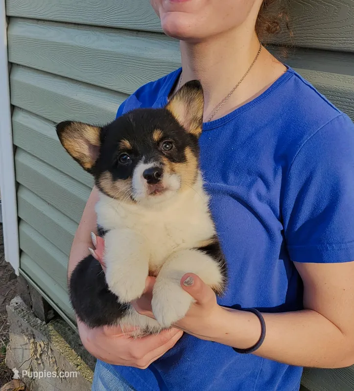 Luke – Pembroke Welsh Corgi puppy for sale in Hillsboro, WI