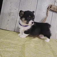 Luke, a male Pembroke Welsh Corgi for sale in Hillsboro, WI – Photo 1 of 4