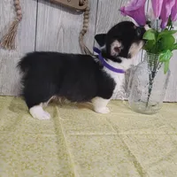 Luke, a male Pembroke Welsh Corgi for sale in Hillsboro, WI – Photo 4 of 4