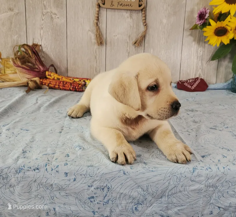 Davie – Labrador Retriever puppy for sale in Hillsboro, WI