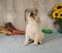Cane, a male Labrador Retriever for sale in Hillsboro, WI – 3 of 7