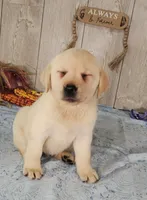 Ivory, a female Labrador Retriever for sale in Hillsboro, WI – 6 of 6
