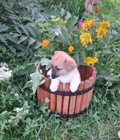 Batman, a male Pembroke Welsh Corgi for sale in Hillsboro, WI – 6 of 8