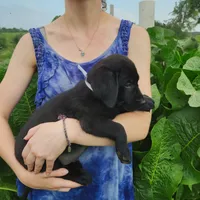 Grayson, a male Labrador Retriever for sale in Hillsboro, WI – 5 of 7