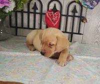 Raymond, a male Labrador Retriever for sale in Hillsboro, WI – 2 of 6