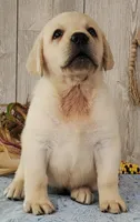 Bert, a male Labrador Retriever for sale in Hillsboro, WI – 3 of 7