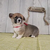 Robin, a male Pembroke Welsh Corgi for sale in Hillsboro, WI – Photo 2 of 3