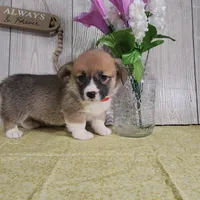 Robin, a male Pembroke Welsh Corgi for sale in Hillsboro, WI – Photo 3 of 3