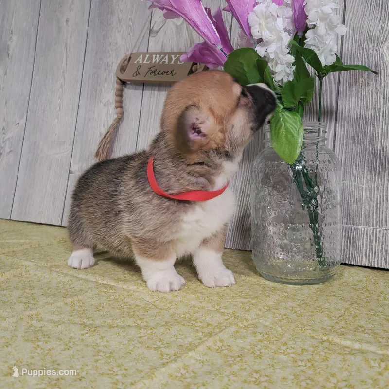 Robin – Pembroke Welsh Corgi puppy for sale in Hillsboro, WI