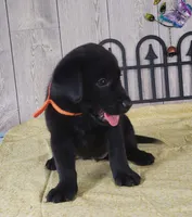 Pumpkin, a female Labrador Retriever for sale in Hillsboro, WI – 4 of 5