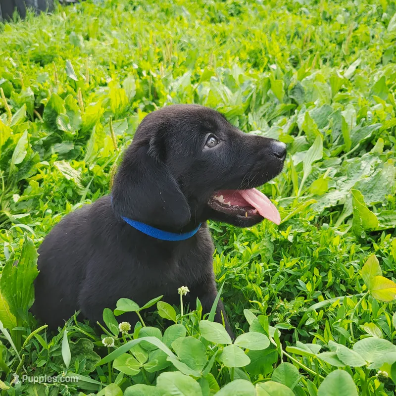 Carter – Labrador Retriever puppy for sale in Hillsboro, WI