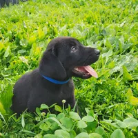 Carter, a male Labrador Retriever for sale in Hillsboro, WI – 1 of 6