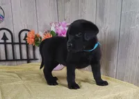 Dillion, a male Labrador Retriever for sale in Hillsboro, WI – 5 of 5