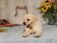 Ivory, a female Labrador Retriever for sale in Hillsboro, WI – 4 of 6