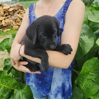Grayson, a male Labrador Retriever for sale in Hillsboro, WI – 2 of 7