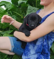 Dahlia, a female Labrador Retriever for sale in Hillsboro, WI – 3 of 6