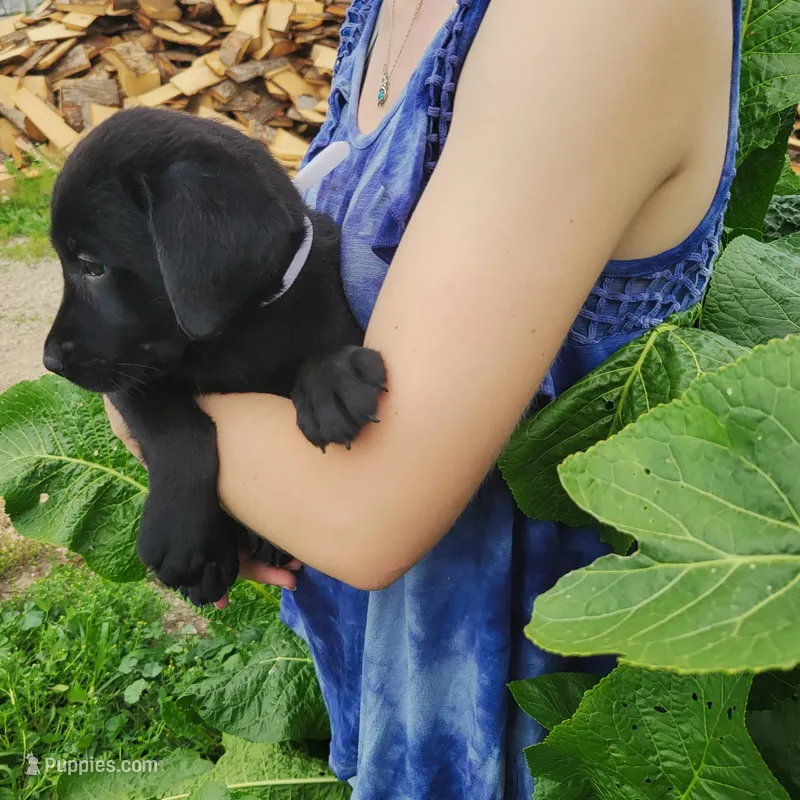 Grayson – Labrador Retriever puppy for sale in Hillsboro, WI