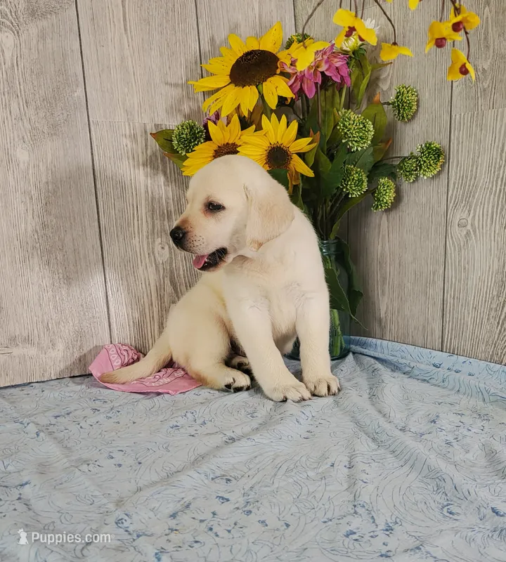 Alabaster – Labrador Retriever puppy for sale in Hillsboro, WI