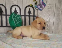 Gary, a male Labrador Retriever for sale in Hillsboro, WI – 3 of 5