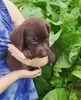 Owen, a male Labrador Retriever for sale in Hillsboro, WI – 5 of 5