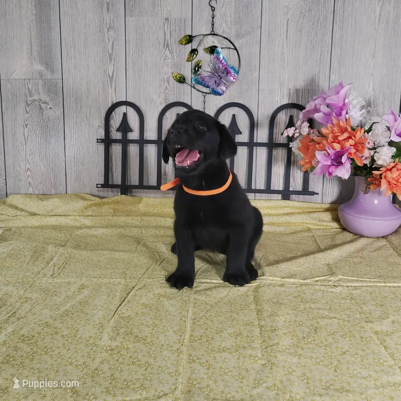 Pumpkin – Labrador Retriever puppy for sale in Hillsboro, WI