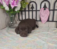 Peony, a female Labrador Retriever for sale in Hillsboro, WI – 3 of 5