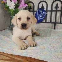 Buster, a male Labrador Retriever for sale in Hillsboro, WI – 4 of 5
