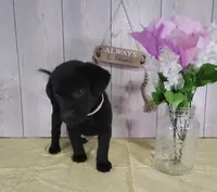 Cora, a female Labrador Retriever for sale in Hillsboro, WI – Photo 5 of 5