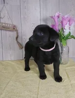 Cora, a female Labrador Retriever for sale in Hillsboro, WI – Photo 4 of 5