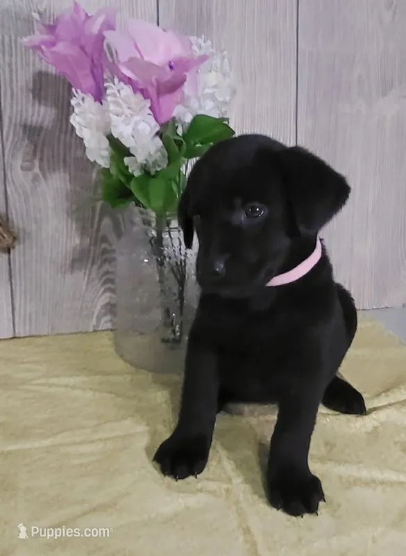 Cora – Labrador Retriever puppy for sale in Hillsboro, WI