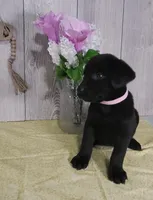 Cora, a female Labrador Retriever for sale in Hillsboro, WI – Photo 3 of 5