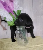 Cora, a female Labrador Retriever for sale in Hillsboro, WI – Photo 2 of 5