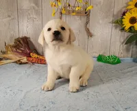 Cane, a male Labrador Retriever for sale in Hillsboro, WI – 2 of 7