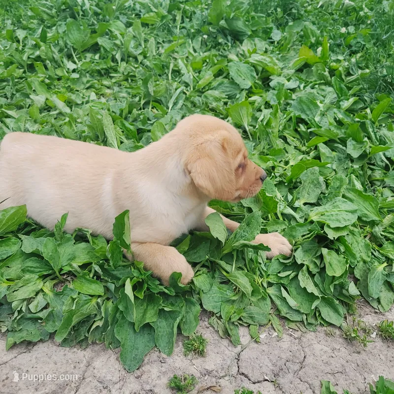Raymond – Labrador Retriever puppy for sale in Hillsboro, WI