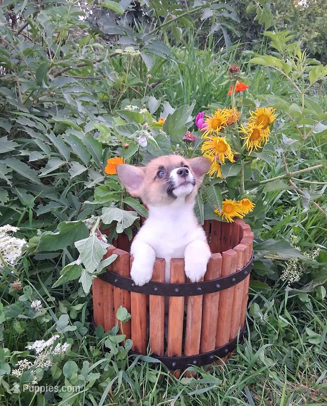 Batman – Pembroke Welsh Corgi puppy for sale in Hillsboro, WI