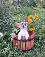 Batman, a male Pembroke Welsh Corgi for sale in Hillsboro, WI – 1 of 8