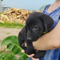 Fleur, a female Labrador Retriever for sale in Hillsboro, WI – 4 of 5