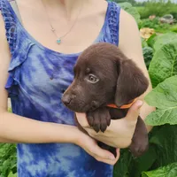 Owen, a male Labrador Retriever for sale in Hillsboro, WI – 2 of 5