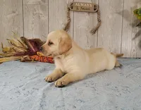 Champagne , a female Labrador Retriever for sale in Hillsboro, WI – 3 of 6