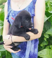 Dahlia, a female Labrador Retriever for sale in Hillsboro, WI – 4 of 6