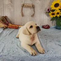 Bert, a male Labrador Retriever for sale in Hillsboro, WI – 2 of 7